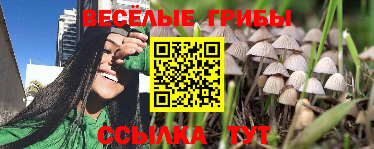 Галлюциногенные грибы Psilocybine cubensis Арзамас